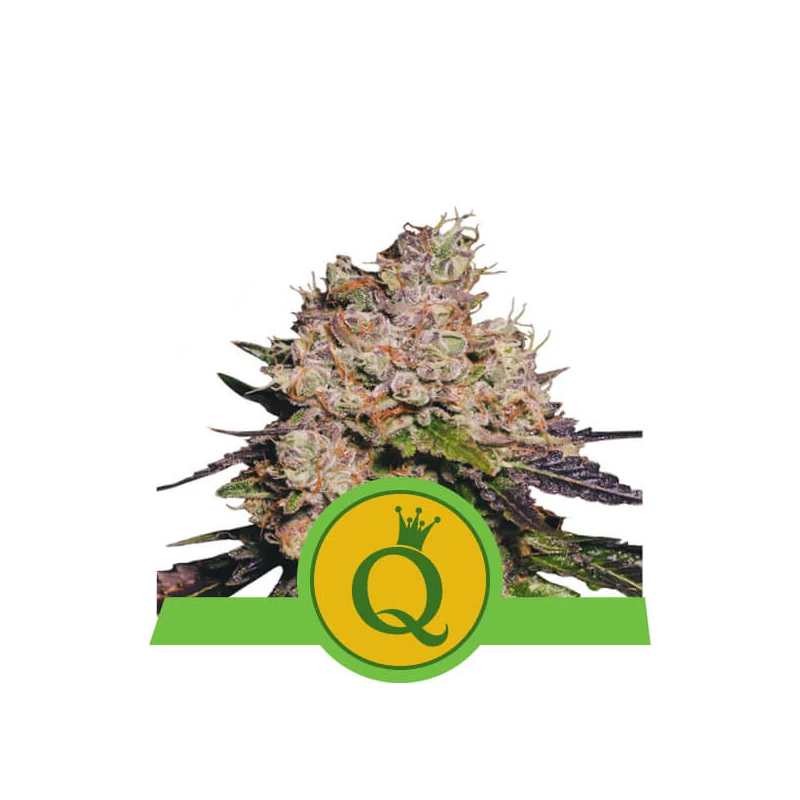 Purple Queen Auto, Фасовка: 3