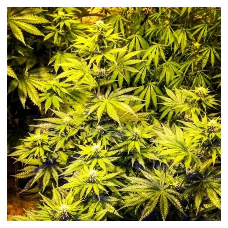 Кубанский убийца, Фасовка: 5, изображение 8