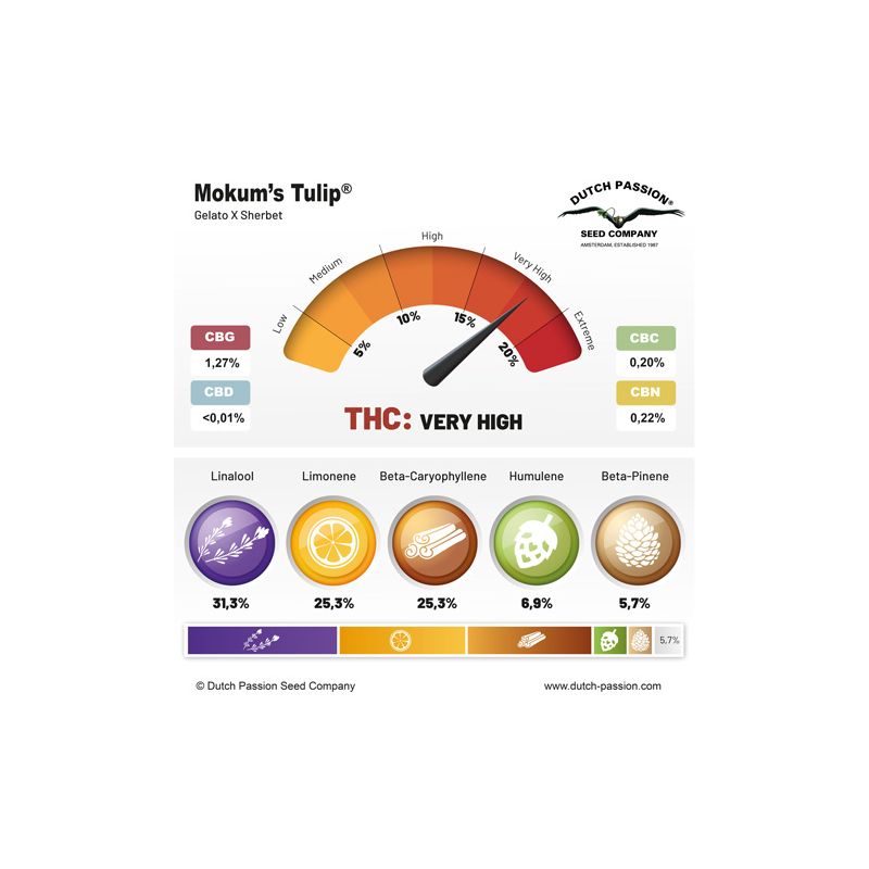 Mokum’s Tulip, Фасовка: 5, изображение 4