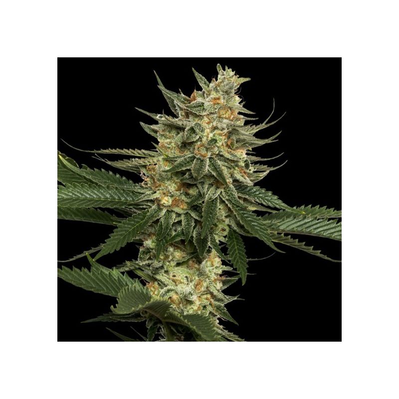 Tangie, Фасовка: 5