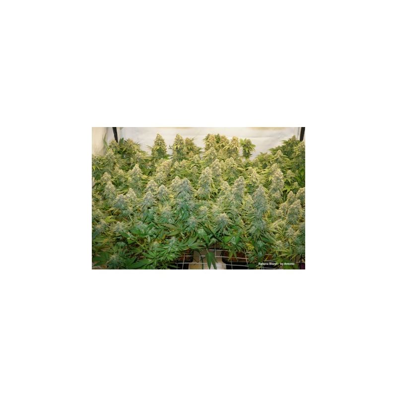 Banana Blaze, Фасовка: 3, изображение 3