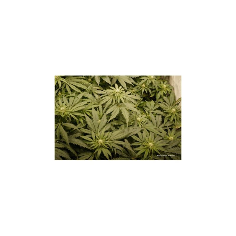 Banana Blaze, Фасовка: 3, изображение 4