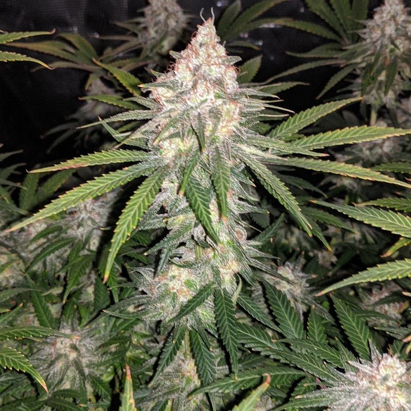 Gelato 41, Фасовка: 3, изображение 3