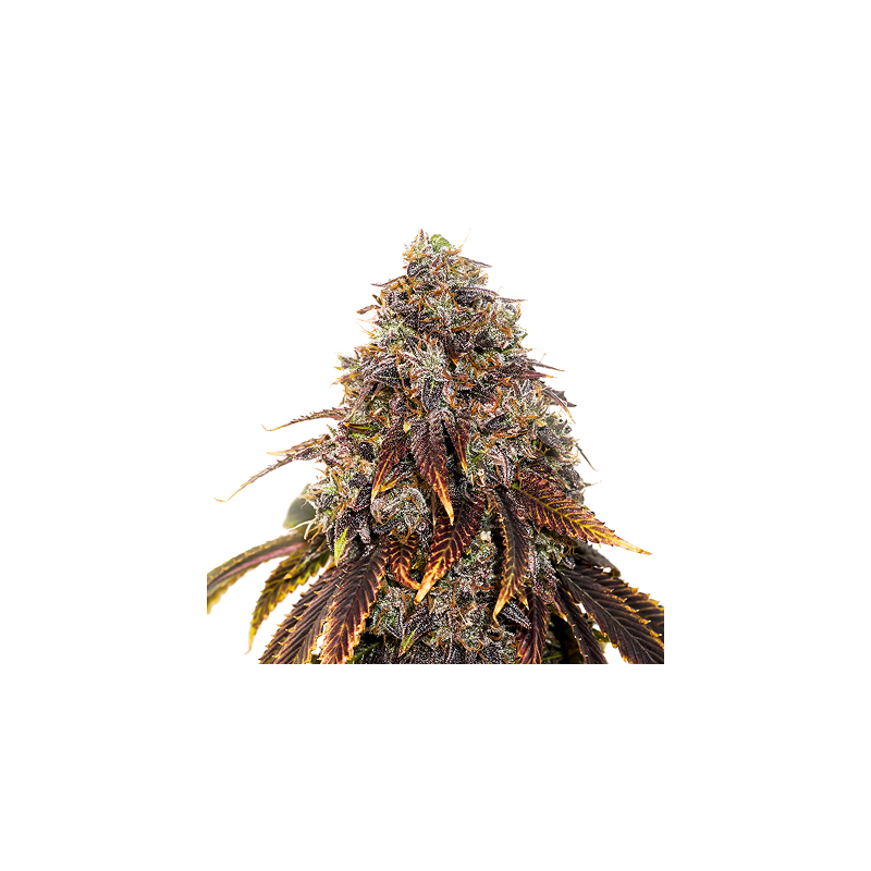 Gelato 41, Фасовка: 3