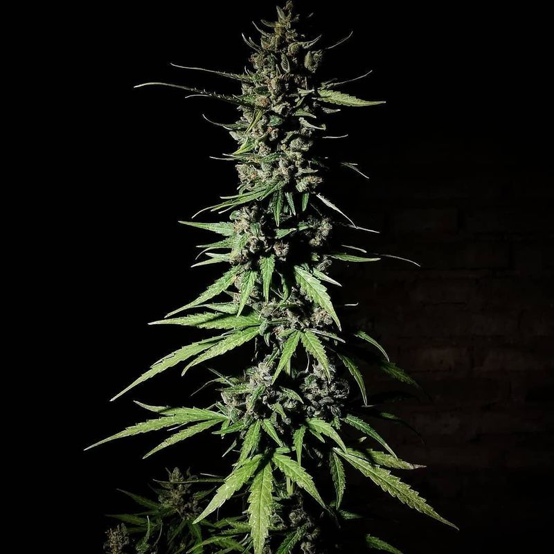 Critical neville haze Early Version, Фасовка: 3