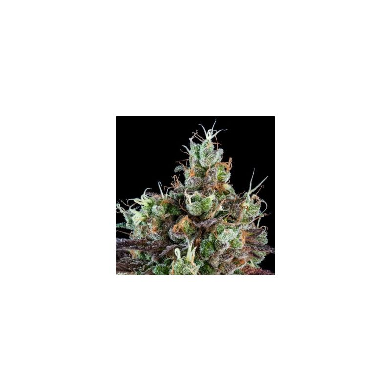Sour Ripper Auto, Фасовка: 5
