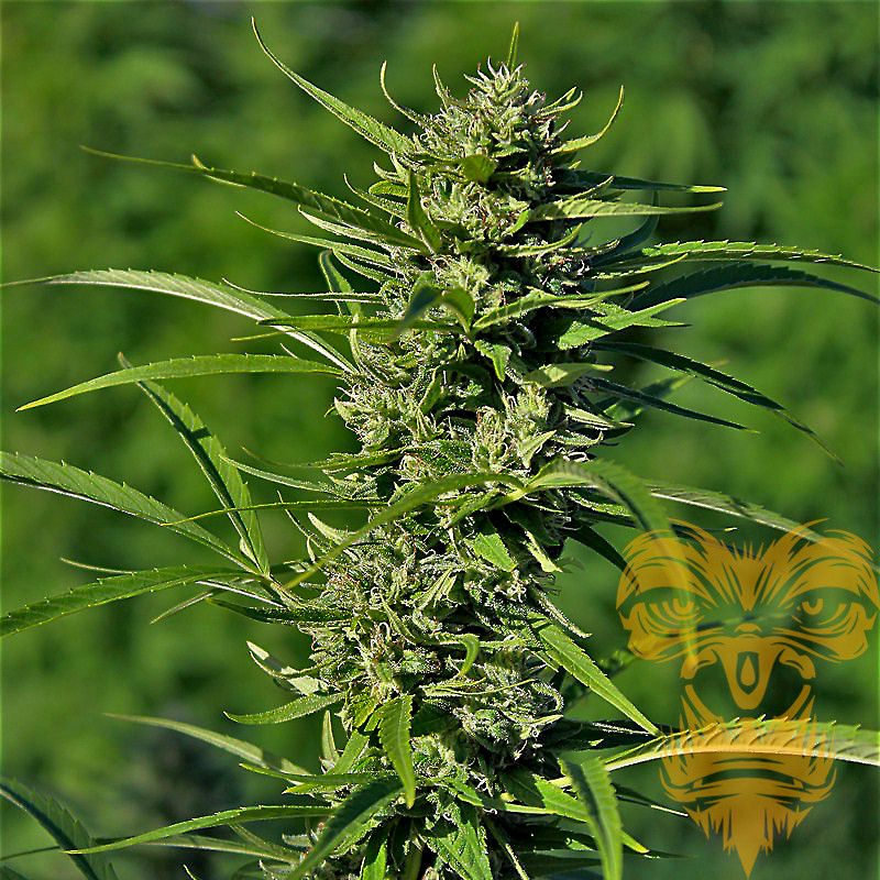 Golden Haze Reg, Фасовка: 12