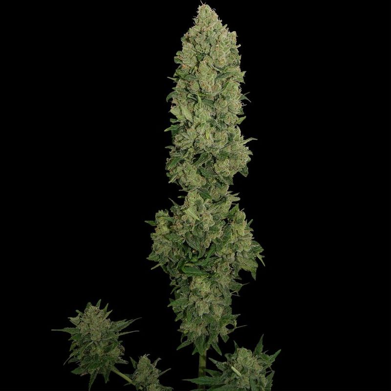 N.Y.C. Diesel Auto, Фасовка: 1, изображение 3