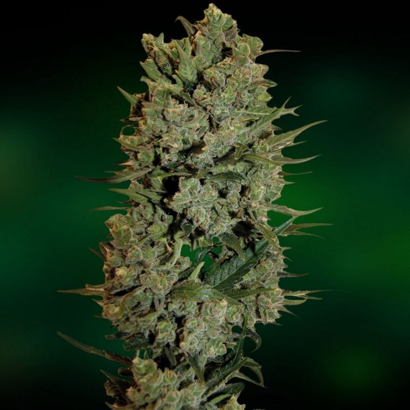 N.Y.C. Diesel Auto, Фасовка: 1, изображение 2