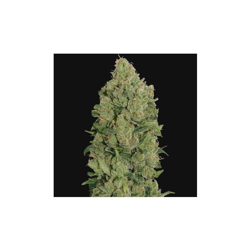 N.Y.C. Diesel Auto, Фасовка: 1, изображение 4