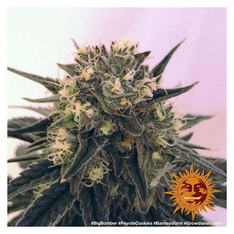 Peyote Cookies, Фасовка: 3, изображение 2