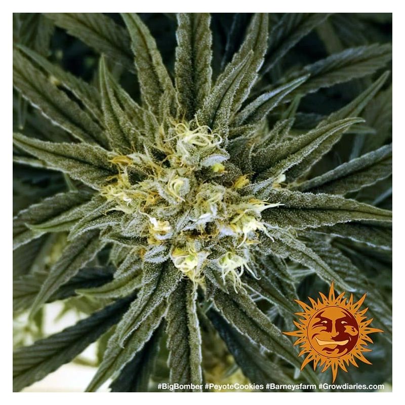 Peyote Cookies, Фасовка: 3, изображение 4