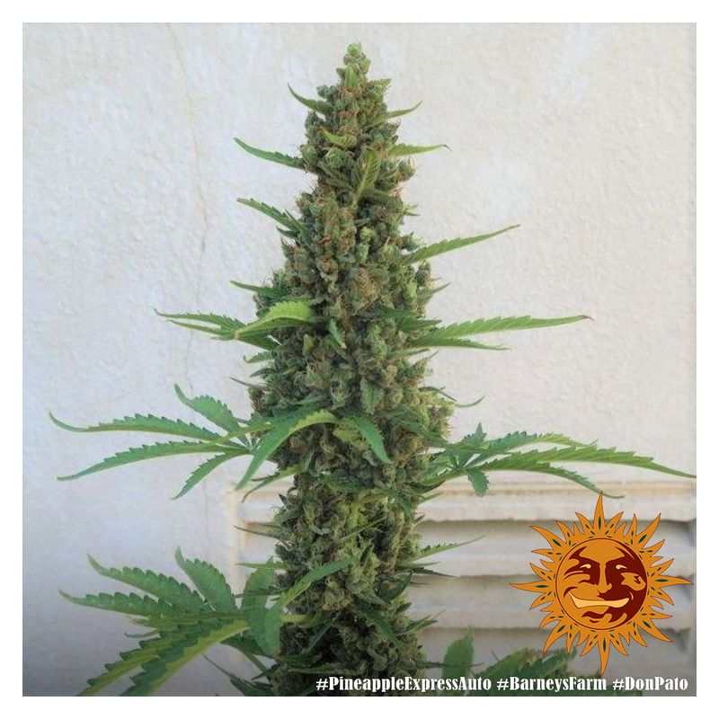 Pineapple express Auto, Фасовка: 3, изображение 2