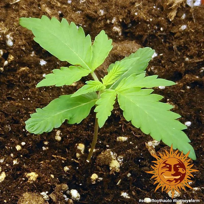 Sweet Tooth Auto, Фасовка: 5, изображение 5