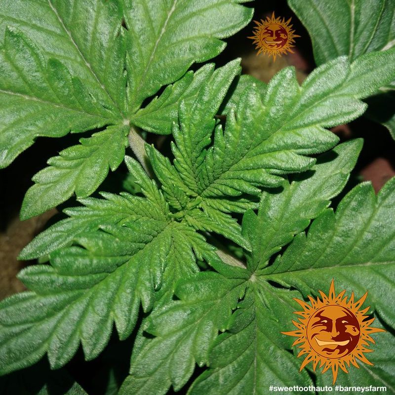 Sweet Tooth Auto, Фасовка: 5, изображение 3