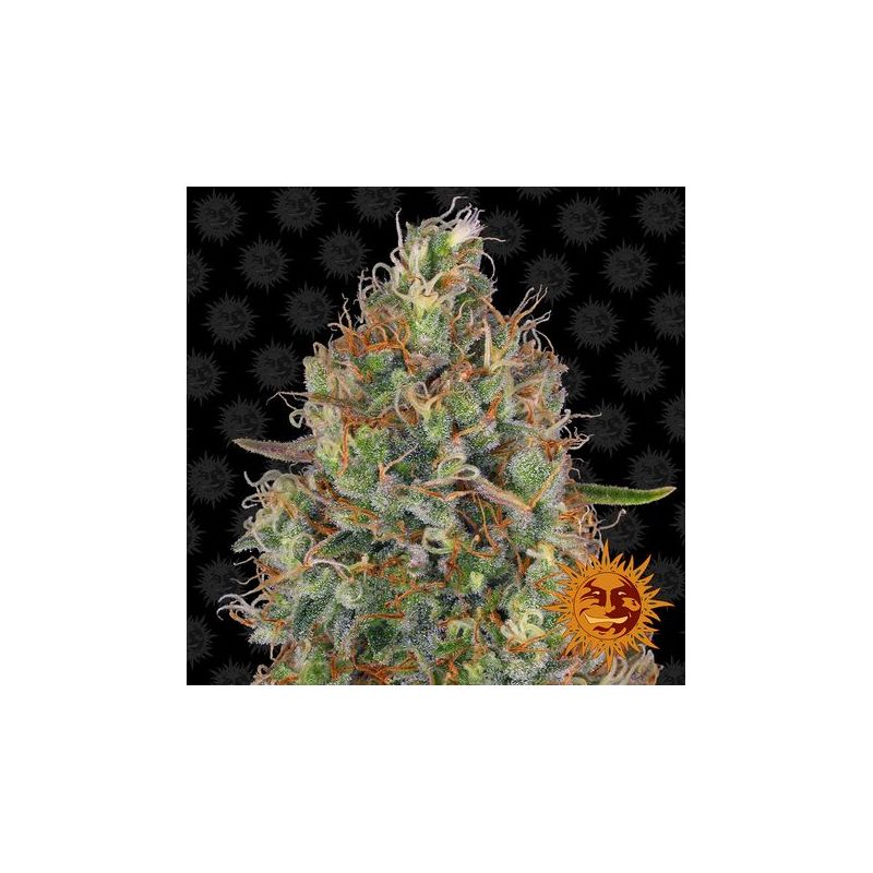 Sweet Tooth Auto, Фасовка: 5, изображение 12