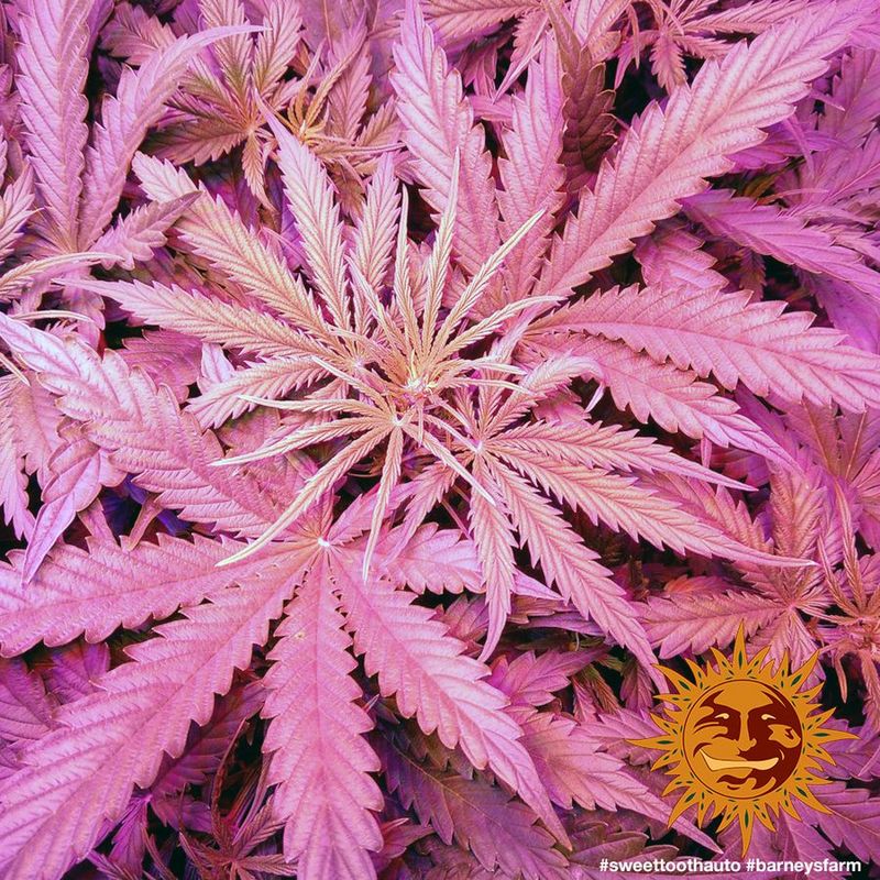 Sweet Tooth Auto, Фасовка: 5, изображение 9