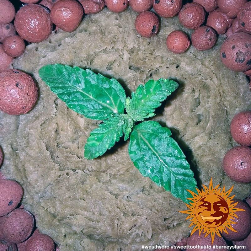 Sweet Tooth Auto, Фасовка: 5, изображение 6