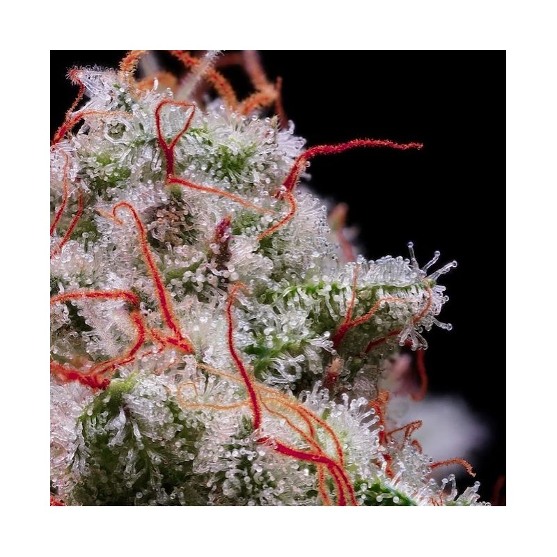 Peach Crescendo Auto RF3, Фасовка: 3