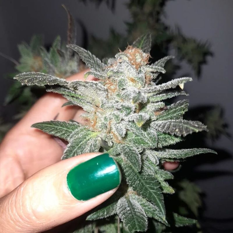 Big Band, Фасовка: 3, изображение 8