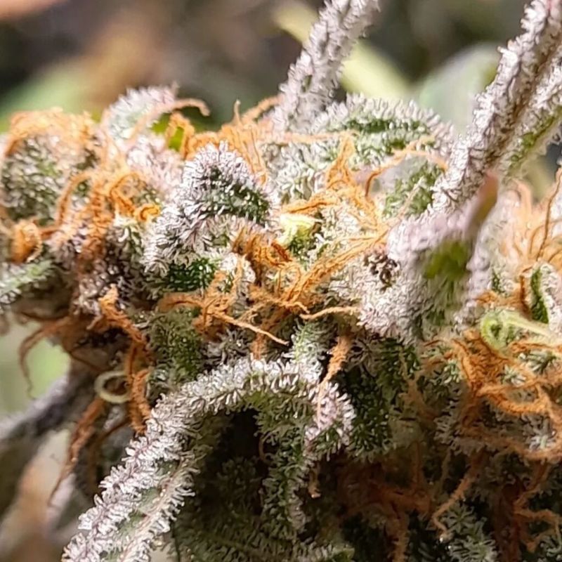 Big Band, Фасовка: 3, изображение 6