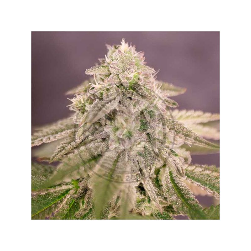 Bay Burger, Фасовка: 5