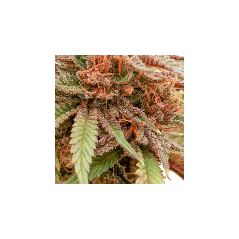 Durban Dew, Фасовка: 3, изображение 2