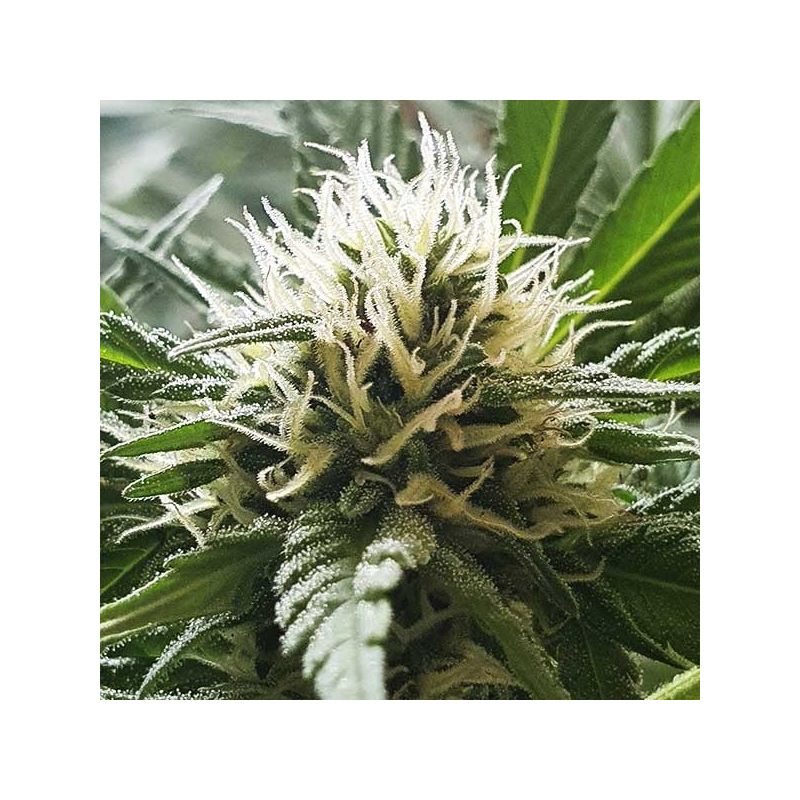 Chocobang, Фасовка: 3, изображение 7