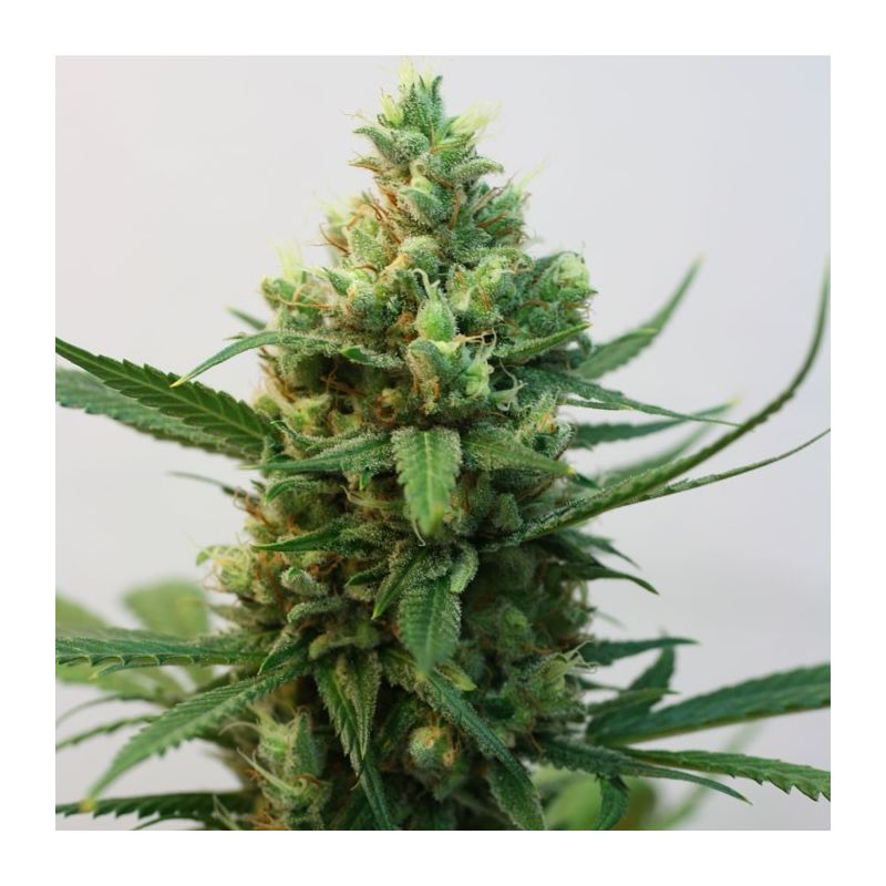 Toxic, Фасовка: 5