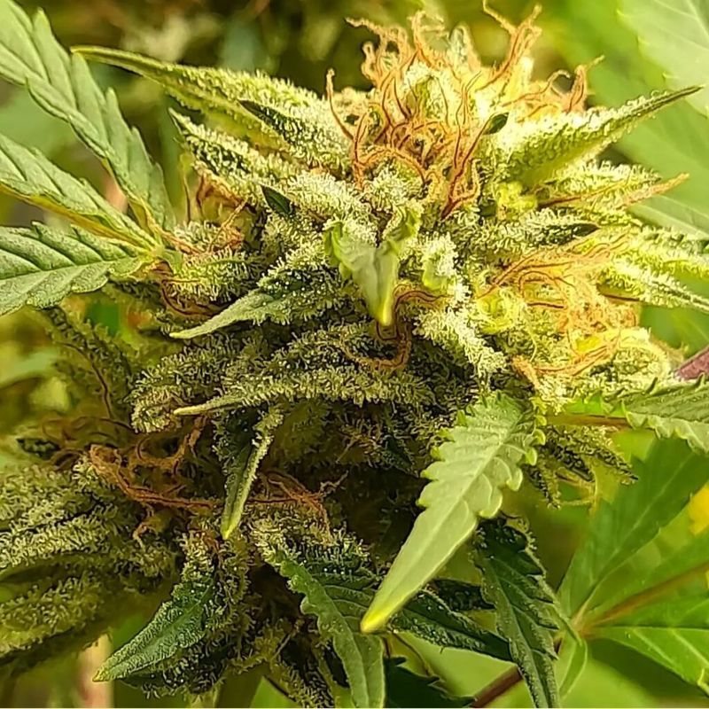 Big Band, Фасовка: 3, изображение 5