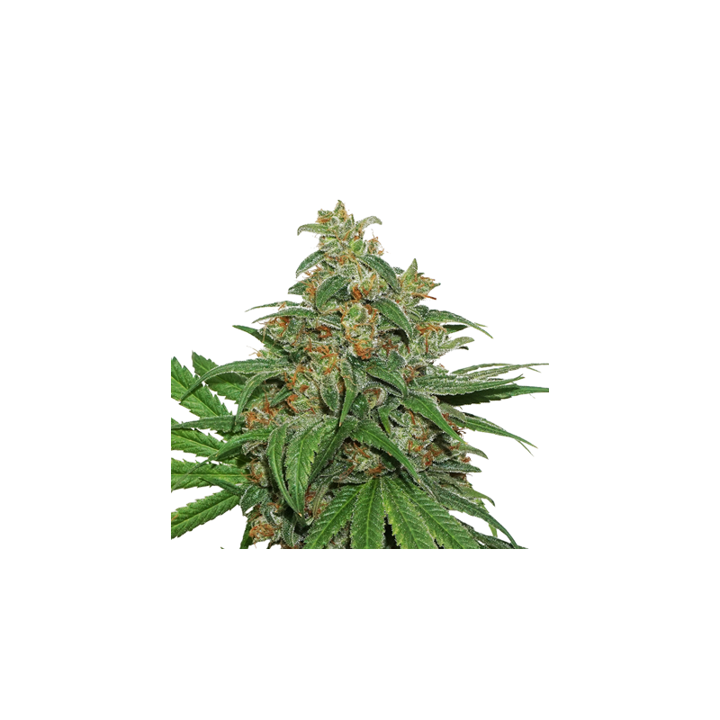 AK420, Фасовка: 3