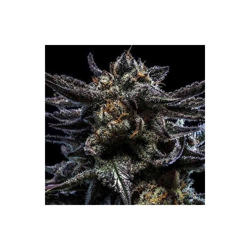 Zombie Kush Auto, Фасовка: 5