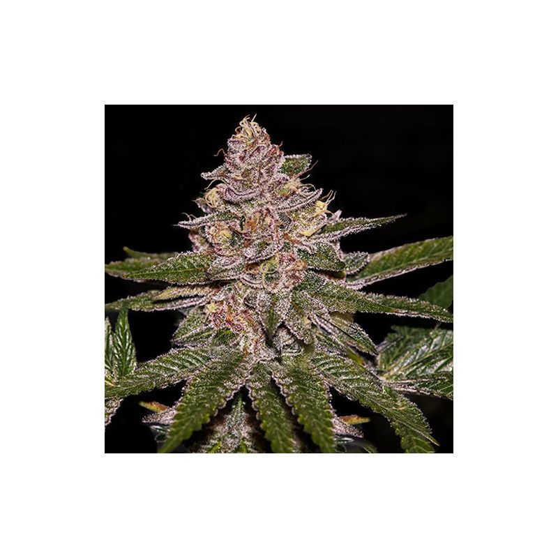 Radical Juice Auto, Фасовка: 5