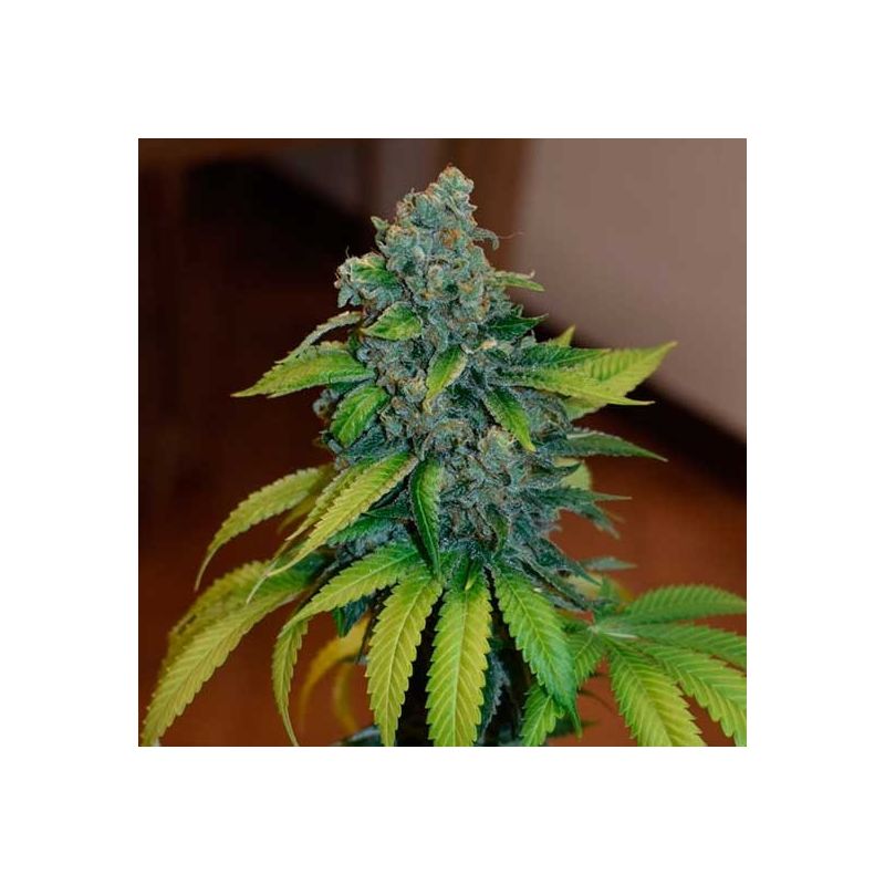 Zkittlez, Фасовка: 5