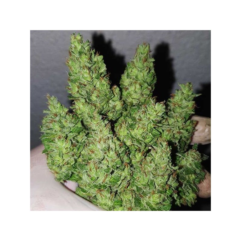 Chocobang, Фасовка: 3, изображение 8