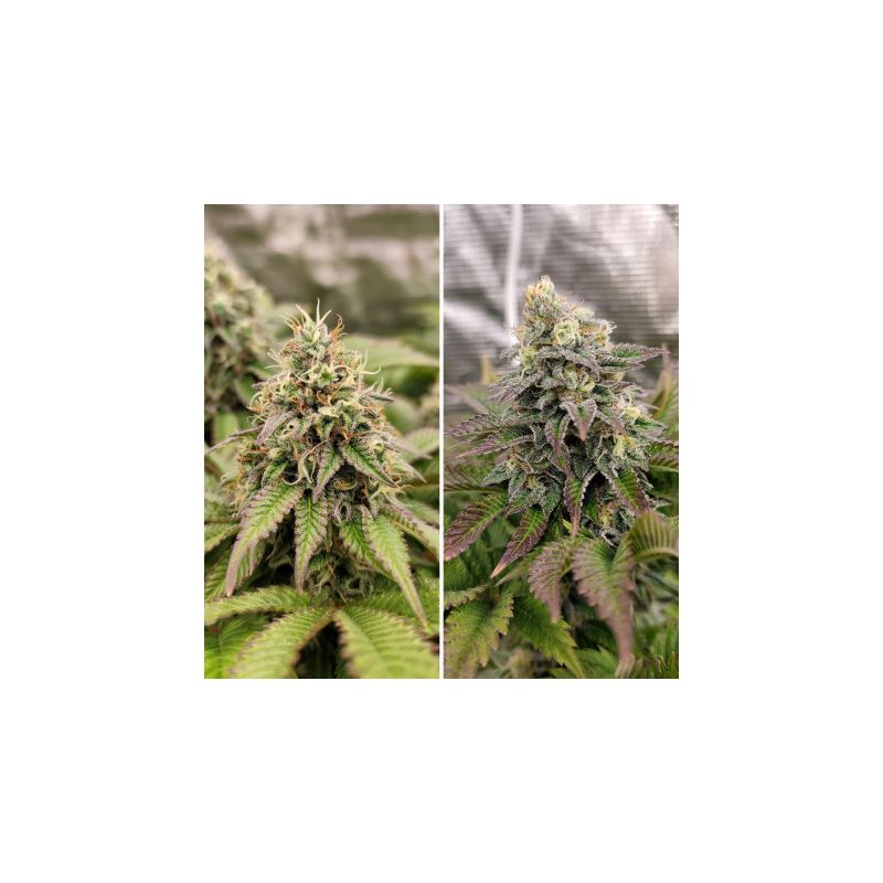 Tropical Tangie, Фасовка: 3, изображение 4