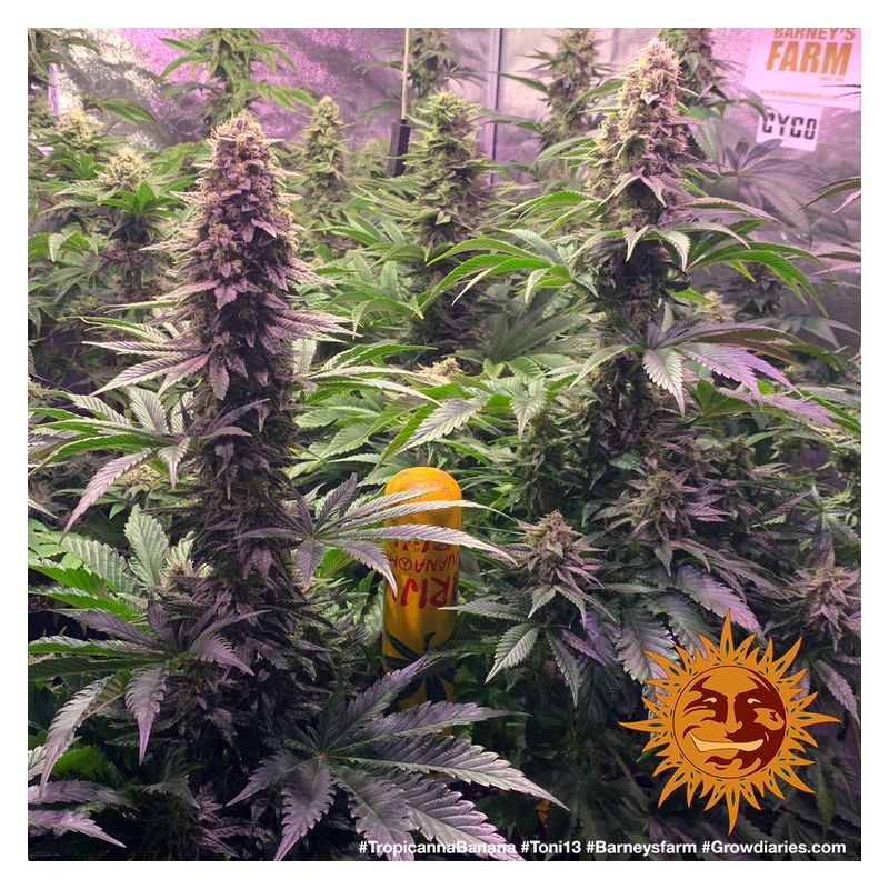 Tropicanna Banana, Фасовка: 5, изображение 5