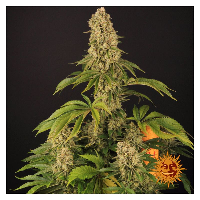 Tropicanna Banana, Фасовка: 5, изображение 2