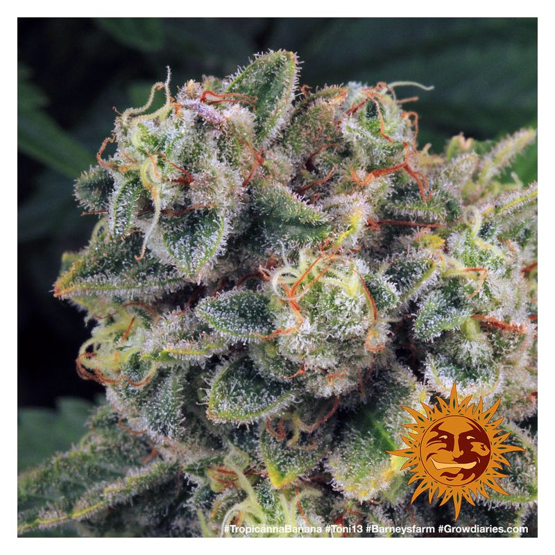 Tropicanna Banana, Фасовка: 5, изображение 6