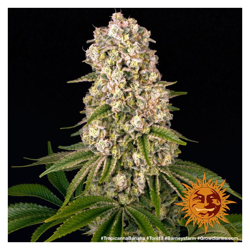 Tropicanna Banana, Фасовка: 5, изображение 3