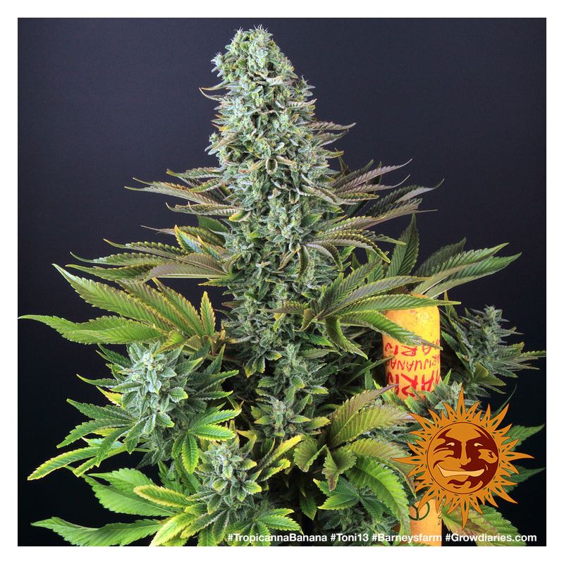 Tropicanna Banana, Фасовка: 5, изображение 7