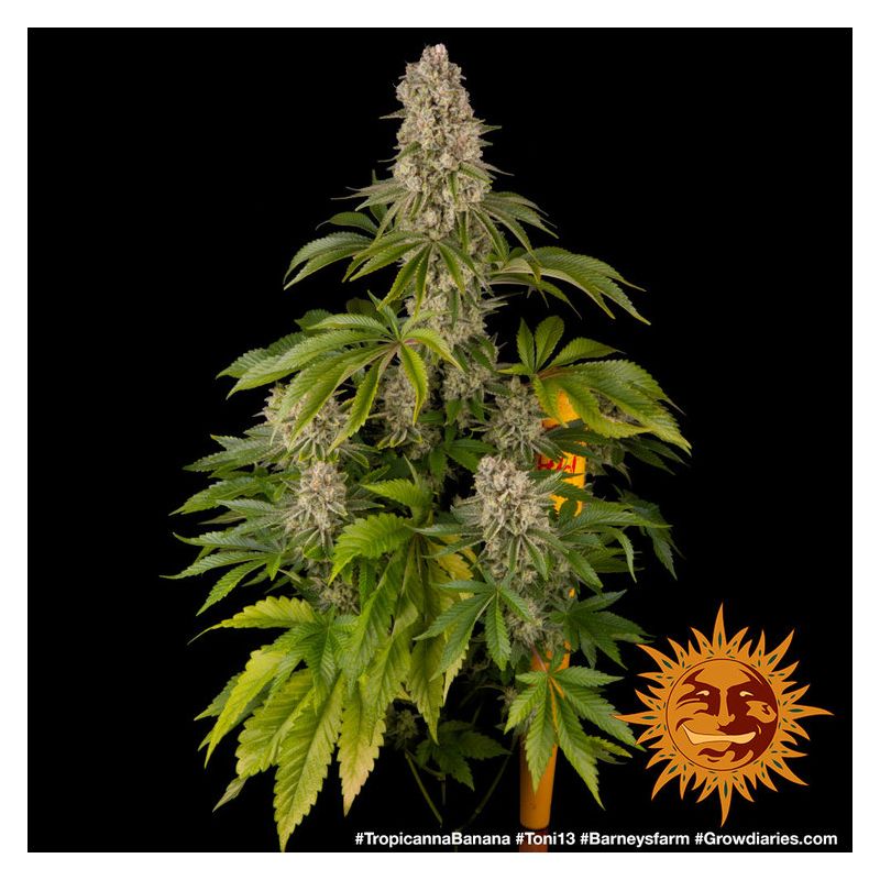 Tropicanna Banana, Фасовка: 5, изображение 4