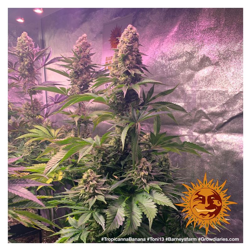 Tropicanna Banana, Фасовка: 5, изображение 8