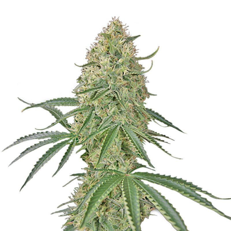 Sin Tra Bajo Autofem, Фасовка: 10