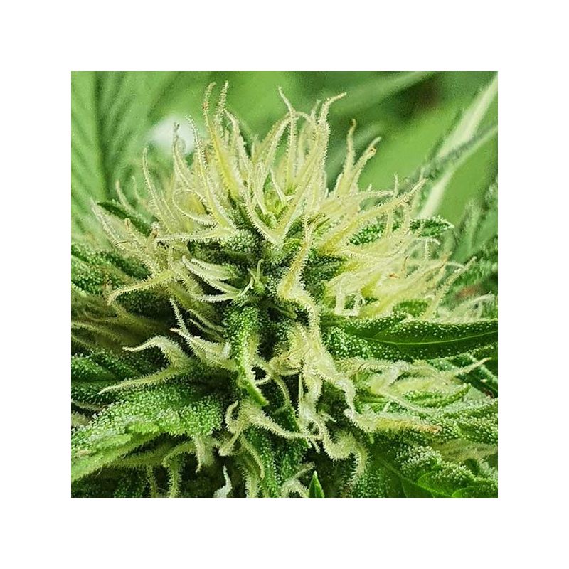 Chocobang, Фасовка: 3, изображение 6