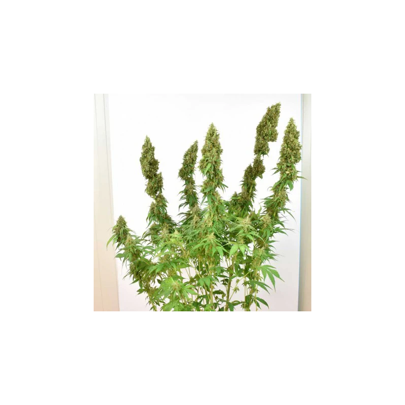 THC-Victory, Фасовка: 3, изображение 2