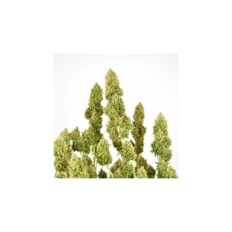 THC-Victory, Фасовка: 3, изображение 4