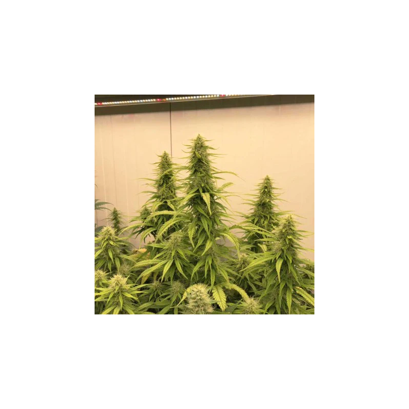 THC-Victory, Фасовка: 3, изображение 3