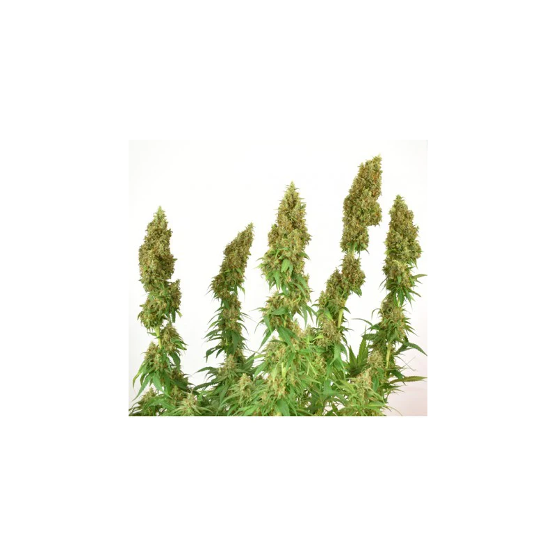 THC-Victory, Фасовка: 3, изображение 5