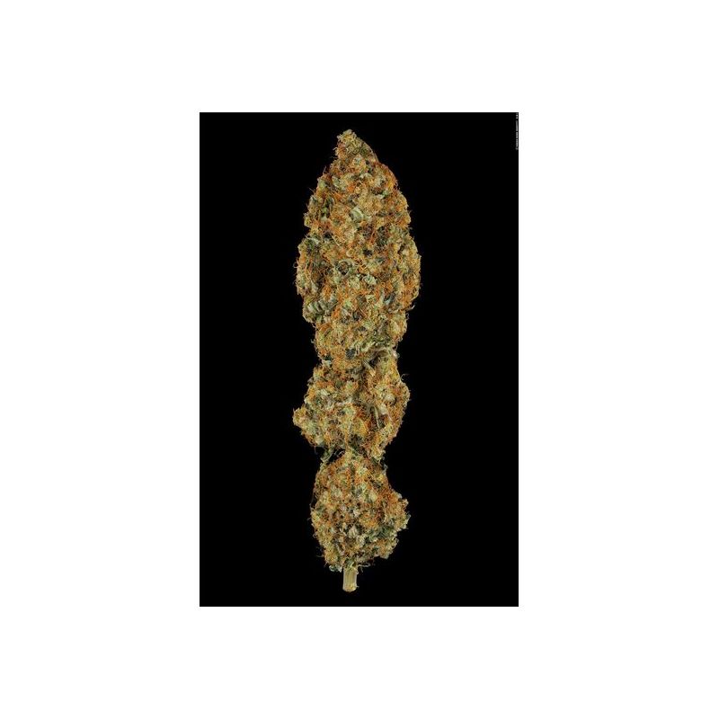 L.A. Amnesia, Фасовка: 3